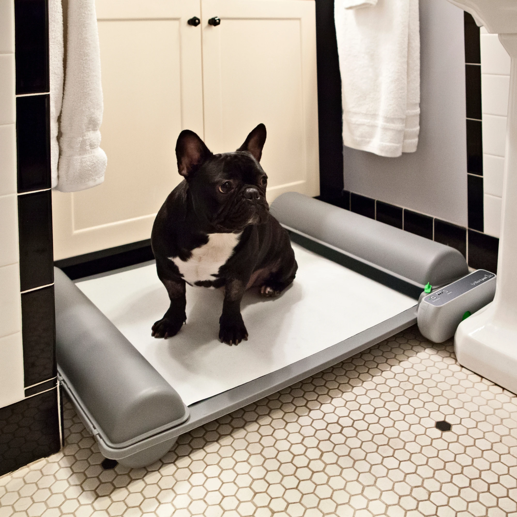 French bulldog on a fresh BrilliantPad