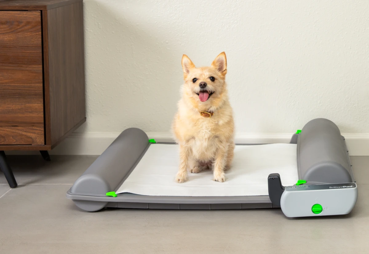Small dog sitting on a fresh BrilliantPad