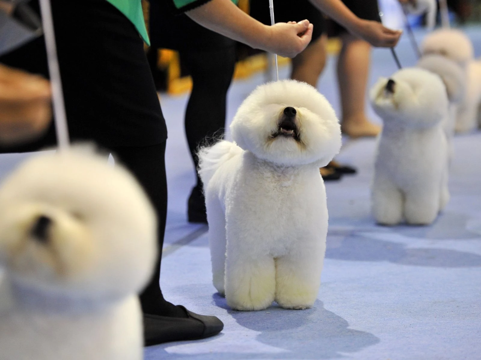 Small dogs at an international breeder