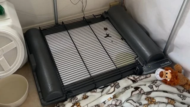 Introducing puppies to BrilliantPad