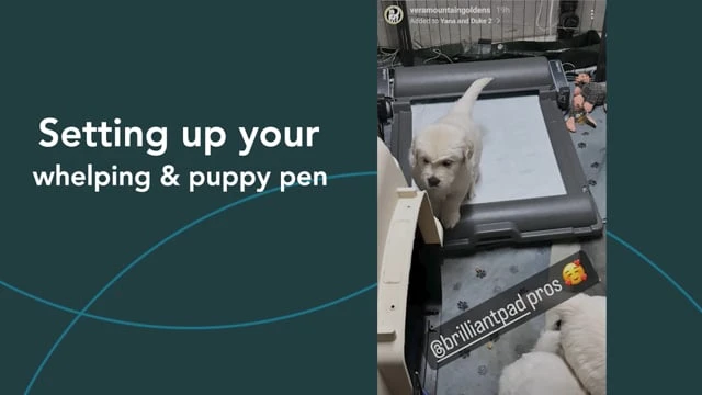 Set up your whelping pen